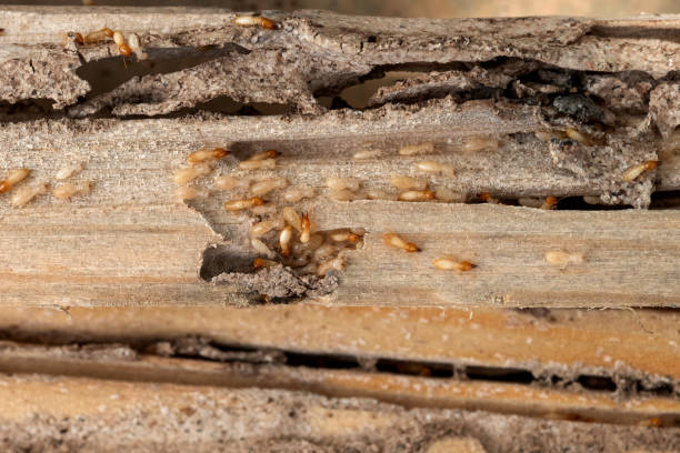 Best Pest Prevention Services  in Rio Verde, AZ